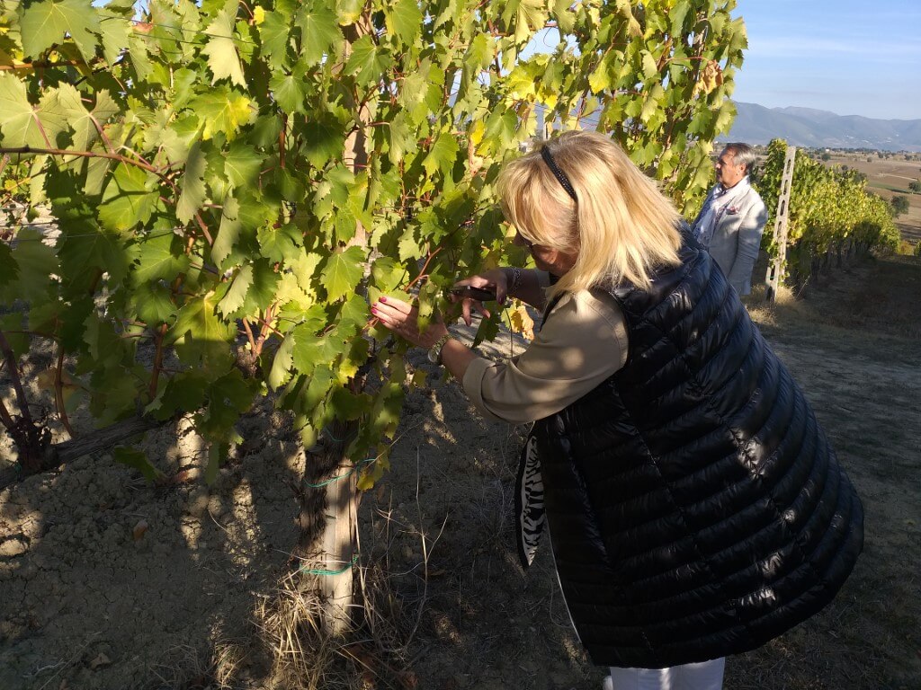 Koniecznie trzeba było pobuszować po winnicach, by spróbować prosto z krzewu winogron sagrantino.