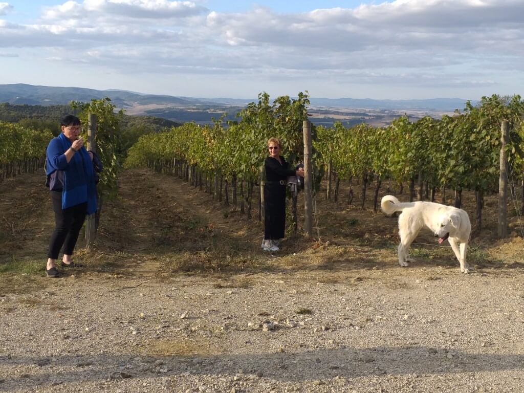 Czego jak czego, ale winogron z położonych u podnóża Montalcino winogradów koniecznie trzeba było spróbować.
