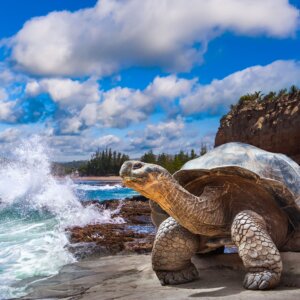 Żółwie i wino na równiku. Kolumbia – Ekwador – Galapagos